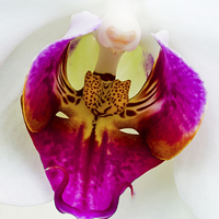 Buy canvas prints of Macro view of  Beautiful White Phalaenopsis Orchid by Frank Irwin