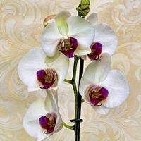 Buy canvas prints of  Beautiful White Phalaenopsis Orchid, artistically by Frank Irwin