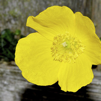 Buy canvas prints of  A beautiful yellow flower found in the countrysid by Frank Irwin