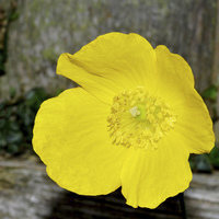 Buy canvas prints of A beautiful yellow flower found in the countryside by Frank Irwin