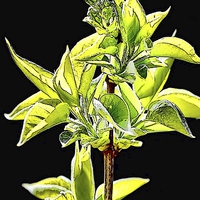 Buy canvas prints of  Syringa vulgaris ‘Madame Lemoine’ artwork by Frank Irwin