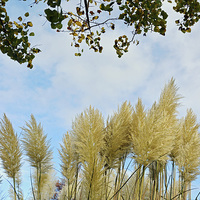 Buy canvas prints of  Beautiful, tall, willowy Pampas Grass by Frank Irwin