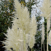 Buy canvas prints of Beautiful, tall, willowy Pampas Grass by Frank Irwin