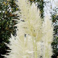 Buy canvas prints of  Beautiful, tall, willowy Pampas Grass by Frank Irwin
