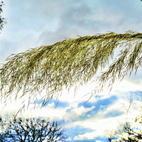 Buy canvas prints of Beautiful, tall, willowy Pampas Grass    by Frank Irwin