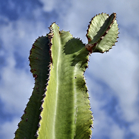 Buy canvas prints of  A large cactus in Tenerife by Frank Irwin