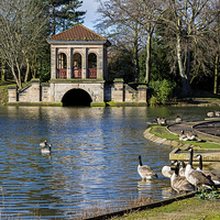 Buy canvas prints of  Geese swimming from Birkenhead park's Boathouse by Frank Irwin