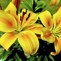Buy canvas prints of  Beautiful Yellow Lilies by Frank Irwin
