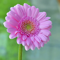 Buy canvas prints of  Beautiful Pink Chrysanthemum head in full bloom by Frank Irwin