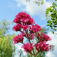 Buy canvas prints of  Red Valerian in all its glory by Frank Irwin