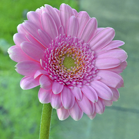 Buy canvas prints of  Beautiful Pink Chrysanthemum head in full bloom by Frank Irwin
