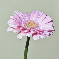 Buy canvas prints of  Pink Gerbera flower by Frank Irwin