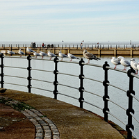 Buy canvas prints of  New Brighton seagulls by Frank Irwin
