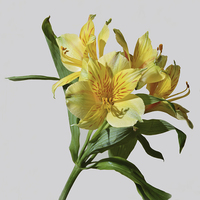 Buy canvas prints of Beautiful Alstromeria - Peruvian lily by Frank Irwin