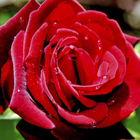Buy canvas prints of Beautiful red Hybrid Tea rose by Frank Irwin