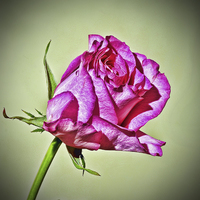 Buy canvas prints of  Red Hybrid Tea Rose (HDR Style) by Frank Irwin
