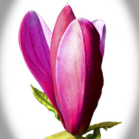 Buy canvas prints of Magnolia flower just opening.  by Frank Irwin