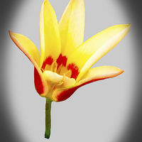 Buy canvas prints of  A single tulip flower by Frank Irwin