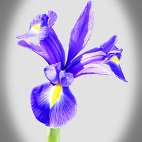 Buy canvas prints of Beautiful Blue Iris flower in full bloom  by Frank Irwin