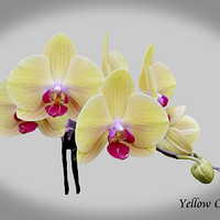 Buy canvas prints of Beautiful yellow orchid  by Frank Irwin