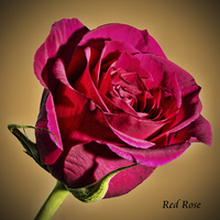 Buy canvas prints of Red Hybrid Tea Rose with vignette  by Frank Irwin