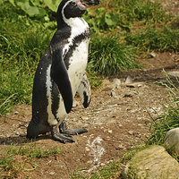 Buy canvas prints of The Humboldt Penguin, also termed Peruvian Penguin by Frank Irwin