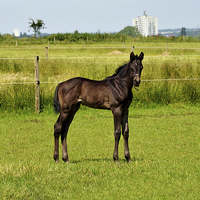 Buy canvas prints of  Newly born foal looking around his new world by Frank Irwin