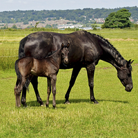 Buy canvas prints of Newly born foal looking around his new world with  by Frank Irwin