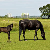 Buy canvas prints of  Mare and her newly-born foal by Frank Irwin
