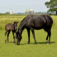 Buy canvas prints of Mare and her newly-born foal by Frank Irwin