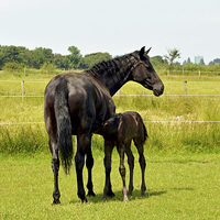 Buy canvas prints of  Mother and newly born foal by Frank Irwin