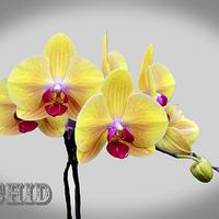 Buy canvas prints of  Beautiful White Phalaenopsis Orchid by Frank Irwin