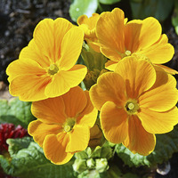 Buy canvas prints of  Primroses (Primula) in full Spring bloom. by Frank Irwin