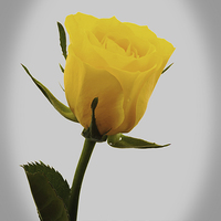 Buy canvas prints of Artistic  Yellow Hybrid Tea Rose                   by Frank Irwin