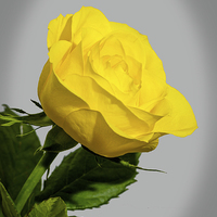 Buy canvas prints of Artistic Yellow Hybrid Tea Rose                    by Frank Irwin