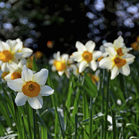 Buy canvas prints of  A lone Narcissus heralds the arrival of Spring. by Frank Irwin