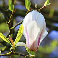 Buy canvas prints of Magnolia flower just opening. by Frank Irwin