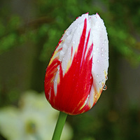 Buy canvas prints of  A Colourful Tulip head, close up by Frank Irwin
