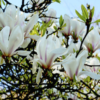 Buy canvas prints of  A branch of a large Magnolia Tree. by Frank Irwin