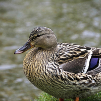 Buy canvas prints of  A Female Mallard (Duck) on the river bank by Frank Irwin