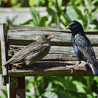 Buy canvas prints of  A young starling being fed by its mother by Frank Irwin