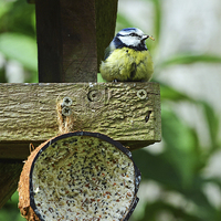 Buy canvas prints of  Blue Tit's dinner time by Frank Irwin