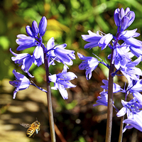 Buy canvas prints of  Blubells and a visitor by Frank Irwin