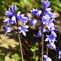 Buy canvas prints of Colourful Blubells by Frank Irwin
