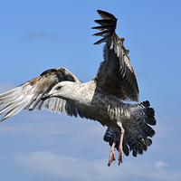 Buy canvas prints of  Seagull coming in to land by Frank Irwin