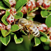 Buy canvas prints of  A busy bee on our cotoneaster herringbone. by Frank Irwin