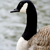 Buy canvas prints of Canada Goose (Close up) by Frank Irwin