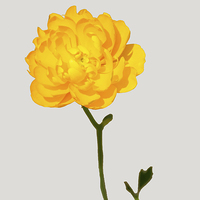 Buy canvas prints of Beautiful yellow Ranunculus by Frank Irwin