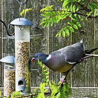 Buy canvas prints of  Common Wood Pigeon feeding in garden. by Frank Irwin
