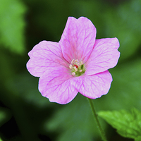 Buy canvas prints of  Pink veined Geranium by Frank Irwin